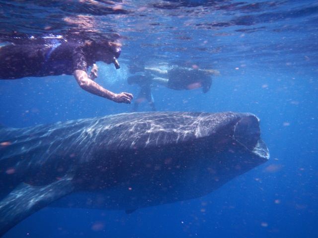 Me&WhaleSharksHolboxIsland .jpeg