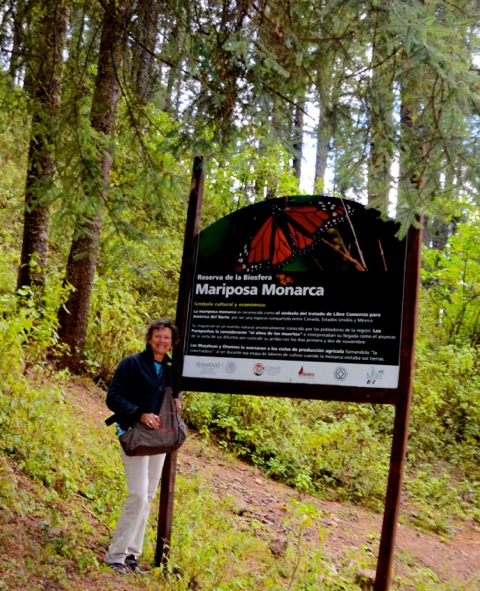 MonarchButterfliesAngangueoMichoacan .jpeg